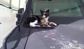 吃瓜群众流浪猫视频大全,吃瓜群众视角下的喵星人生活集锦