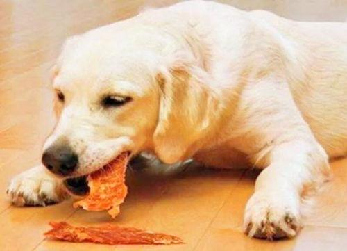 小狗可以吃酥瓜么吗视频,狗狗的夏日美味小食？