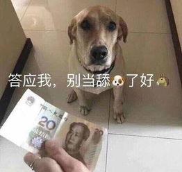 吃瓜舔狗聊天记录视频,一场网络热点的背后真相