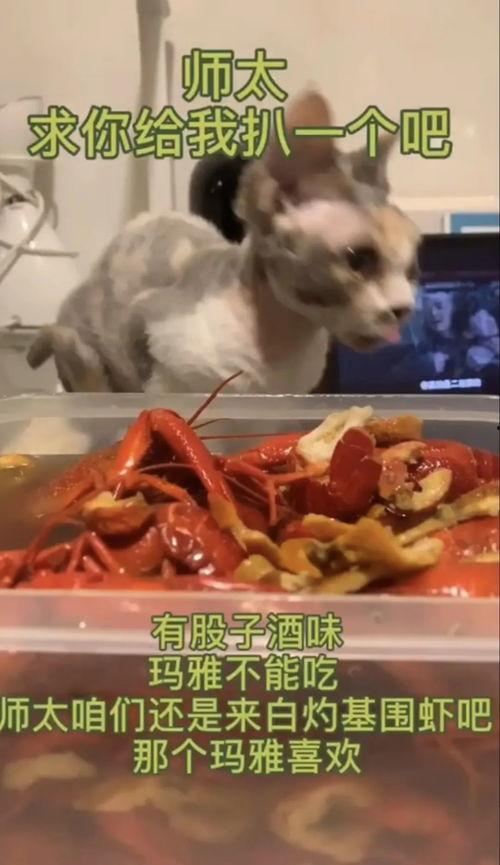 玛雅吃瓜视频全集免费观看,揭秘幕后真相，免费观看大揭秘