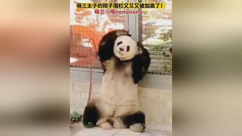 小萌子的吃瓜视频,揭秘娱乐圈幕后故事