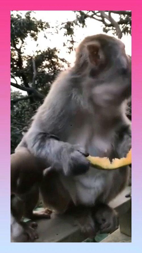 猴子吃瓜视频全集,欢乐逗趣的动物世界全记录
