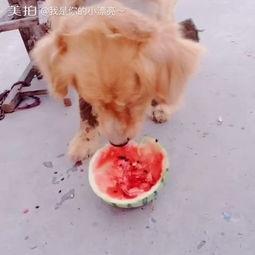 带宠物吃瓜的视频,共享夏日清凉瓜果时光