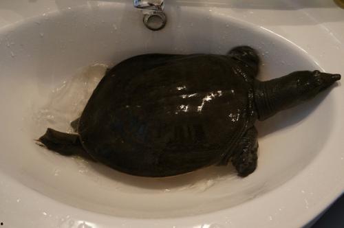 大瓜吃老鳖视频大全下载,趣味横生的搞笑瞬间集锦