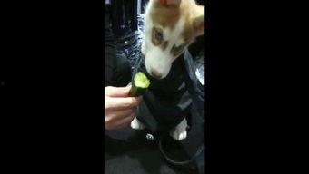 蓝瓜怎么给狗吃的视频大全,狗狗饮食全攻略，科学喂养不再难