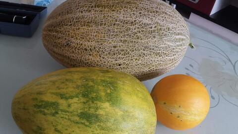 傻大姐最新吃哈密瓜视频,甜蜜滋味，欢乐分享