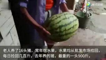 吃瓜看前几个视频,从视频看网络舆论场众生相