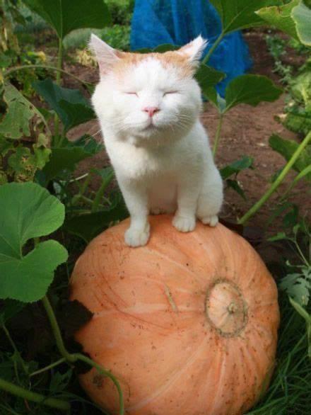 猫和狗吃瓜视频,萌态百出！