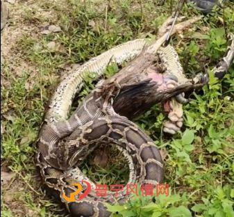 大花蟒视频吃瓜,瓜果盛宴背后的生存智慧