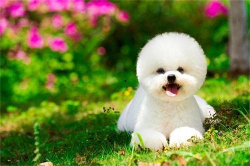 比熊可以吃蒲瓜吗视频大全,蒲瓜美食大揭秘