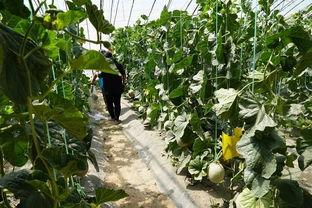 树下吃瓜最新视频