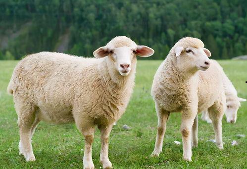 三只羊51吃瓜视频在线观看,揭秘网络红人幕后故事