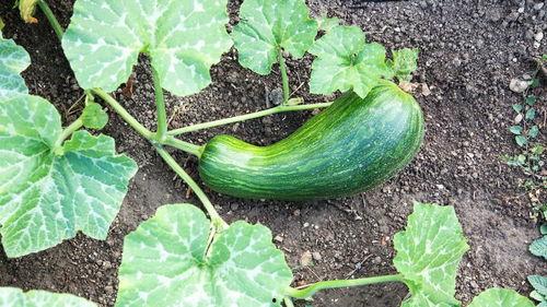 瓠瓜怎么吃图片视频