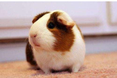 豚鼠会吃小瓜吗图片视频,揭秘它们对小瓜的喜爱程度