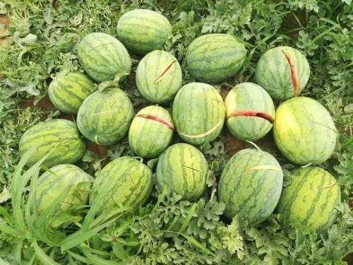 瓜烂了能挖掉吃吗视频大全,瓜烂了还能挖着吃？揭秘视频大全中的神奇食用方法