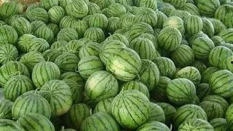 瓜地里吃西瓜的视频,品尝夏日甜蜜，西瓜美味瞬间