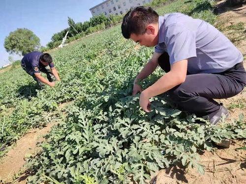 部队吃瓜小视频,部队吃瓜小视频走红网络