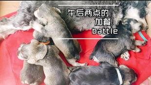 小狗吃小瓜视频下载安装,萌宠美食瞬间收藏