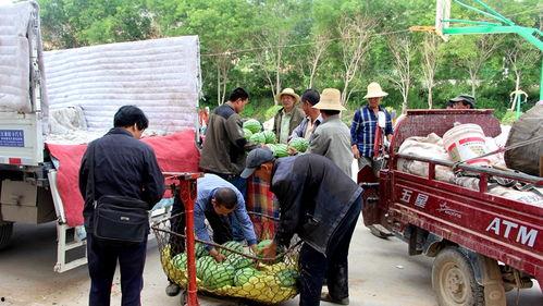 南乐乡村吃瓜群众视频,村民欢乐共享瓜果时光
