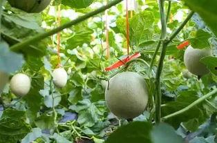 吃网纹瓜搞笑视频大全