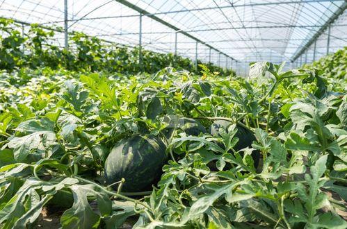 乡下吃瓜真实图文视频在线观看,带你走进乡村吃瓜盛宴的图文视频盛宴