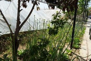 绿树吃瓜的视频,一场别开生面的自然美食之旅