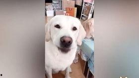 吃瓜的狗狗配音视频播放,萌宠搞笑瞬间，萌化你的心