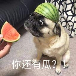 吃瓜的视频表情怎么弄,视频中的趣味解读