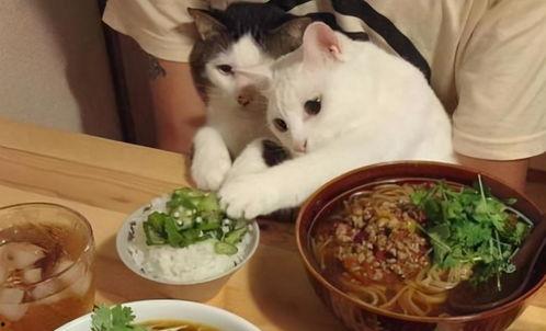 麒麟瓜小馋猫可以吃吗视频,揭秘宝宝辅食新选择