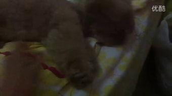 蓝姐姐吃瓜视频大全,揭秘娱乐圈幕后故事