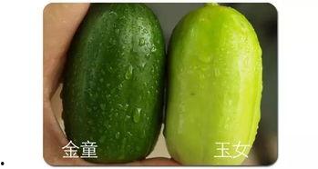 眉山吃瓜视频,揭秘当地特色美食背后的故事