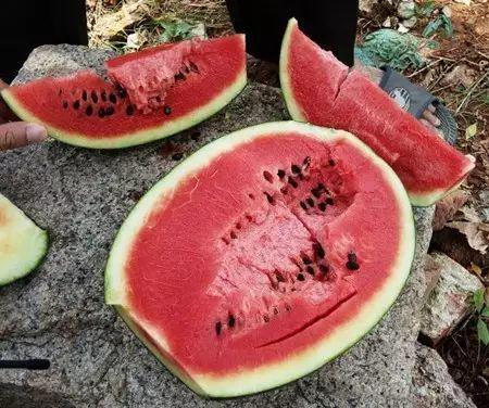 武山一中吃瓜视频  第2张