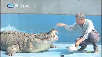 鳄鱼吃瓜的视频大全下载,揭秘动物世界生存法则  第2张