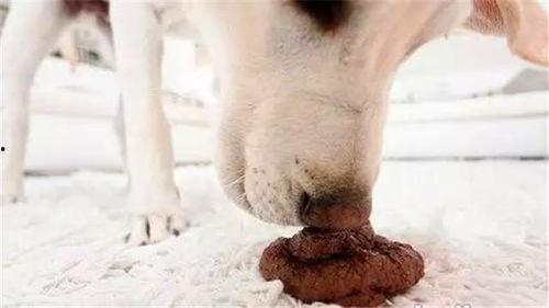 母狗吃山瓜吗好吗图片视频  第2张