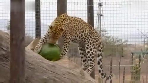 吃瓜的豹子视频在线观看,吃瓜豹子带你领略网络视频新潮流