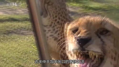 吃瓜的豹子视频在线观看,吃瓜豹子带你领略网络视频新潮流 第2张 吃瓜的豹子视频在线观看,吃瓜豹子带你领略网络视频新潮流 第2张