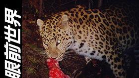 吃瓜的豹子视频在线观看,吃瓜豹子带你领略网络视频新潮流 第3张 吃瓜的豹子视频在线观看,吃瓜豹子带你领略网络视频新潮流 第3张