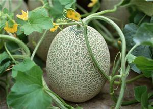 燕子吃哈密瓜视频播放在线观看,一场别开生面的空中美食盛宴