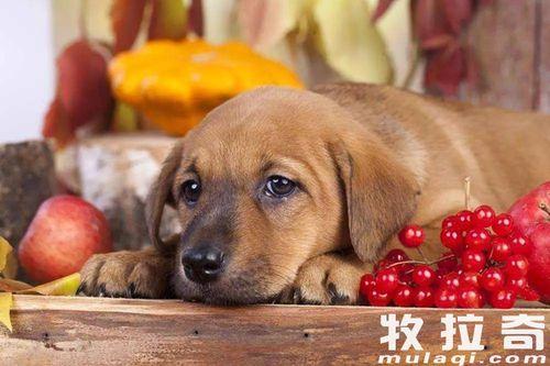 狗可以吃静冈蜜瓜吗视频  第2张