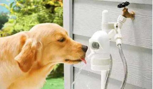 狗可以吃静冈蜜瓜吗视频  第3张