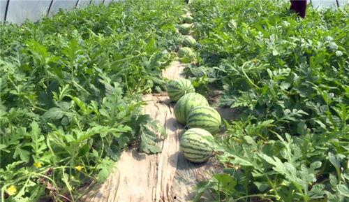 台州最近吃瓜事件视频