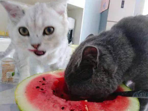 土瓜能给猫吃吗视频  第3张