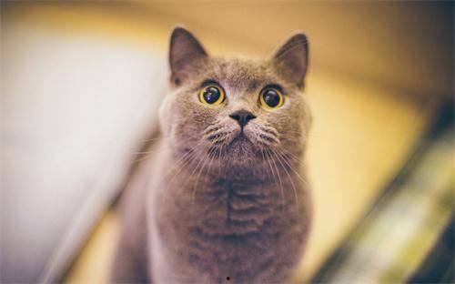 小猫咪吃蜜瓜好吗视频教程,安全营养的夏日美味分享