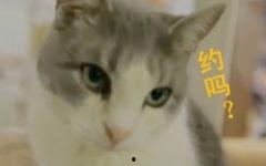 小猫咪吃蜜瓜好吗视频教程,安全营养的夏日美味分享  第3张