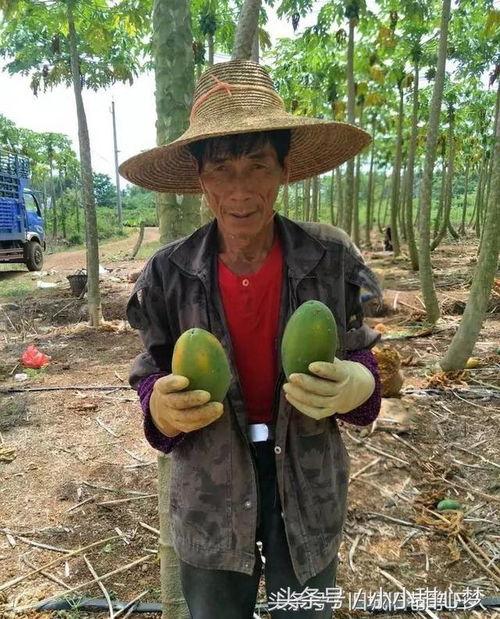 农民吃瓜的最新视频,农民吃瓜视频展现丰收喜悦  第3张
