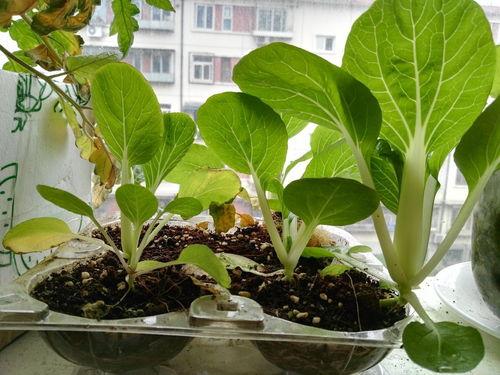 水瓜嫩芽可以吃吗视频教程,视频教程教你轻松烹饪美味佳肴 第3张 水瓜嫩芽可以吃吗视频教程,视频教程教你轻松烹饪美味佳肴 第3张